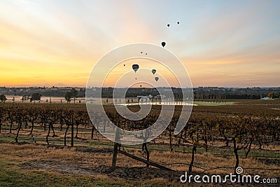 Balloons over vineyards in Pokolbin wine region at sunrise, Hunter Valley, NSW, Australia Stock Photo