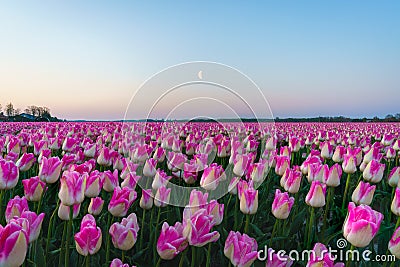 Sunrise landscapes of a pink tulip field in Keukenhof, Lisse at sunrise in Netherlands Stock Photo