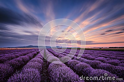 Before sunrise in lavender field Stock Photo