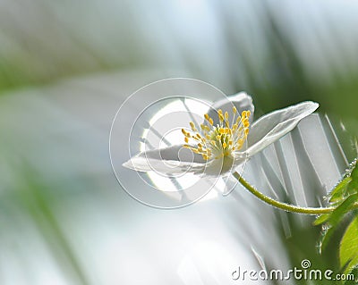 In a sunrise, the light in the morning over Wood anemon Anemone Nemorosa Stock Photo