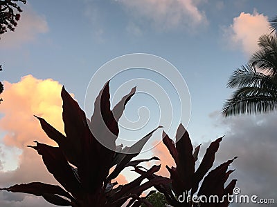 Sunrise in Lihue on Kauai Island in Hawaii. Stock Photo