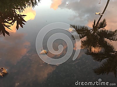 Sunrise in Lihue on Kauai Island in Hawaii. Stock Photo