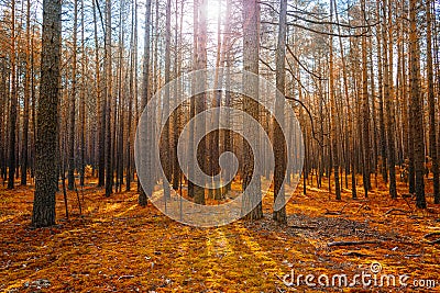 Sunrise in Magic Autumn Coniferous Forest Stock Photo