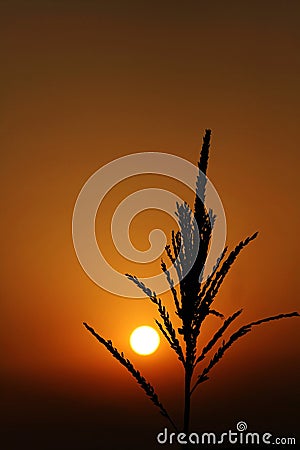 Sunrise with maize bloom contre-jour Stock Photo