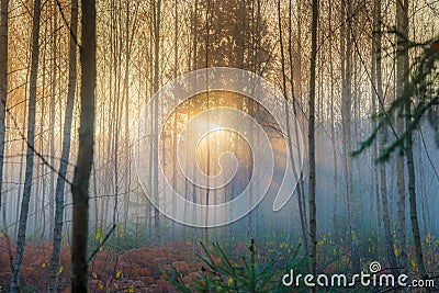 Sunrise Misty forest. Beautiful landscape of nature Stock Photo