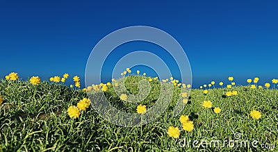 Sunrise morning flowers in blooming nature landscape scene Stock Photo