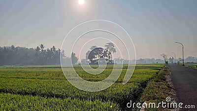 Sunrise in the morning, rice fields of Bantul Yogyakarta. Stock Photo