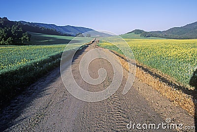 Sunrise on a mustard field and spring road in Ojai, California Stock Photo