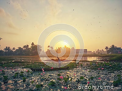 Sunrise nature beautiful lotus garden kerala Editorial Stock Photo