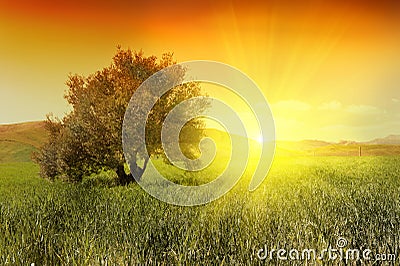 Sunrise and olive tree Stock Photo