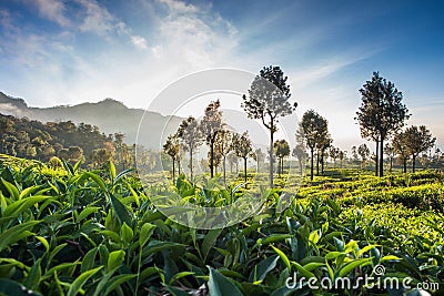 Tea plantation in Sri Lanka Stock Photo