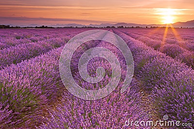 Sunrise Over Fields Of Lavender In The Provence, France Stock Photo ...