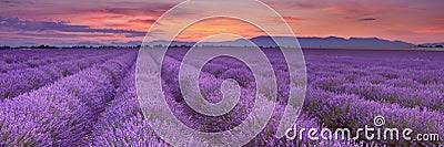 Sunrise over fields of lavender in the Provence, France Stock Photo