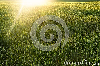 Sunrise over green spring wheat spikelets at the sown field Stock Photo