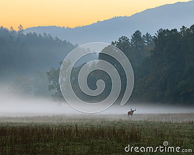 Sunrise over misty meadow with male bull elk grazing Stock Photo