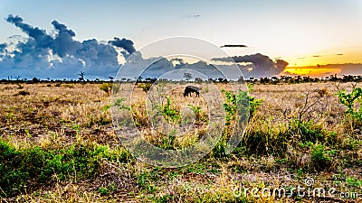 Sunrise over the savanna with a grazing wildebeest in central Kruger National Park Stock Photo