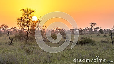 Sunrise over south african savanna Stock Photo