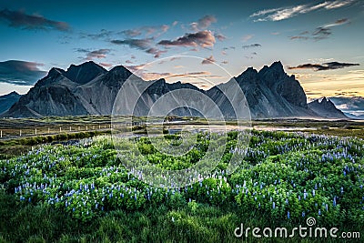 Sunrise over Vestrahorn mountain on lupine wildflower blooming in summer at Stokksnes peninsula Stock Photo