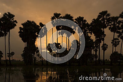 Sunrise palm tree Stock Photo