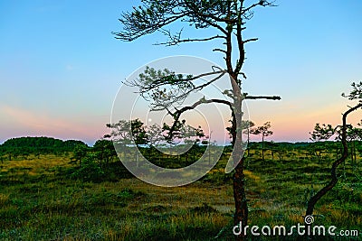 sunrise picture with a gorgeous sky, a marsh at sunrise, a moon setting in the sky, dark silhouettes of marsh trees in the morning Stock Photo