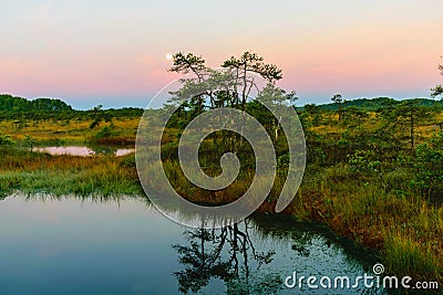 sunrise picture with a gorgeous sky, a marsh at sunrise, a moon setting in the sky, dark silhouettes of marsh trees in the morning Stock Photo
