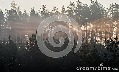 Sunrise in a pine forest. The rays of the sun in the morning shine through the branches of trees in a haze Stock Photo