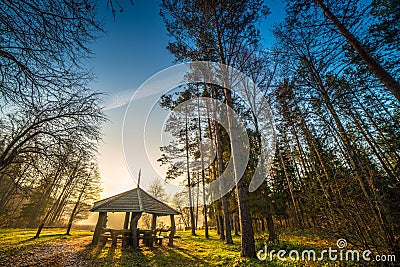Sunrise in pine forest, wooden camping place Stock Photo
