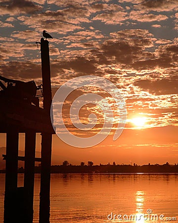 Sunrise with a Seagull Stock Photo