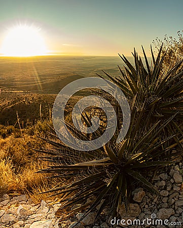 Sunrise Spanish Dagger Yucca Cactus, Guadalupe Peak Trail, Stock Photo