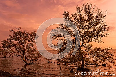 Sunrise / sun set asian fisherman work on mangrove forest Stock Photo