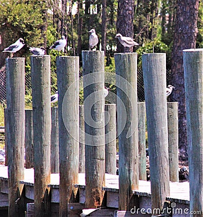 Piers Lagoon docks Panama City Beach Fl Stock Photo