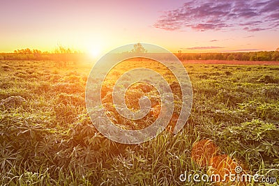 Sunrise or sunset in a spring field with green grass, lupine sprouts, fog on the horizon and bright sky with clouds. Sunbeam on a Stock Photo