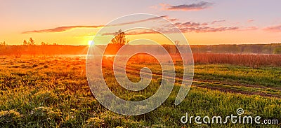 Sunrise or sunset in a spring field with green grass, lupine sprouts and trees Stock Photo