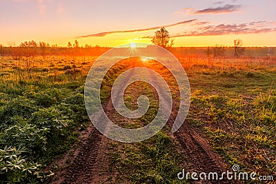 Sunrise or sunset in a spring field with green grass, lupine sprouts and trees Stock Photo