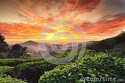 Sunrise at tea farm. dramatic clouds. yellow color on the sky Stock Photo