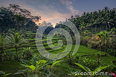 Sunrise at Tegalalang Rice Terrace, Ubud Bali Stock Photo