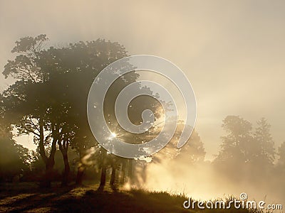Sunrise with tress on the shore of the lake Stock Photo