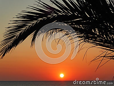 Sunrise under the palm trees. Stock Photo