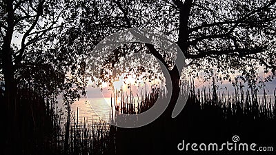 sunrise under the tree Stock Photo