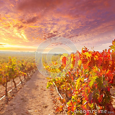 Sunrise in vineyard at Utiel Requena vineyards spain Stock Photo