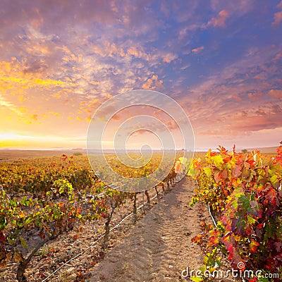 Sunrise in vineyard at Utiel Requena vineyards spain Stock Photo