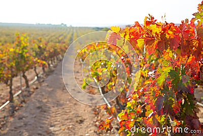 Sunrise in vineyard at Utiel Requena vineyards spain Stock Photo