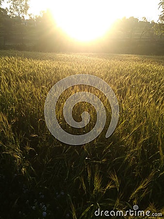 Sunrise at wheats fields Stock Photo