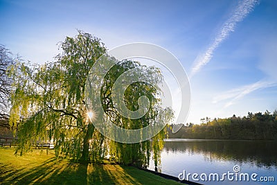 Sunrise Through a Willow Tree On A Blue Lake Stock Photo