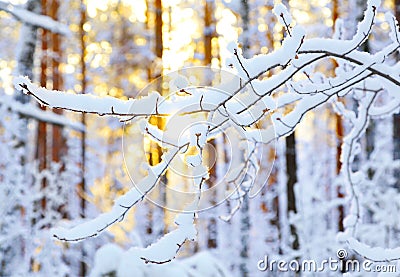 Sunrise in winter forest Stock Photo