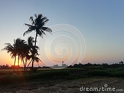 Sunrises coconut farm Village to gujarat Stock Photo