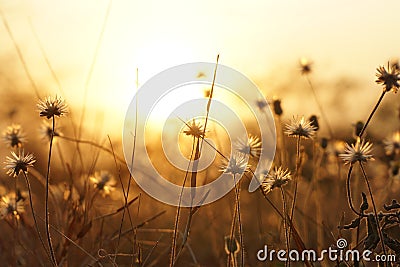 Sunrises on the field with white dandelions. Illustration for wallpaper Stock Photo