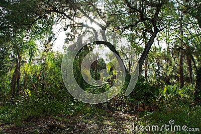 Sunrising over subtropical forest Stock Photo