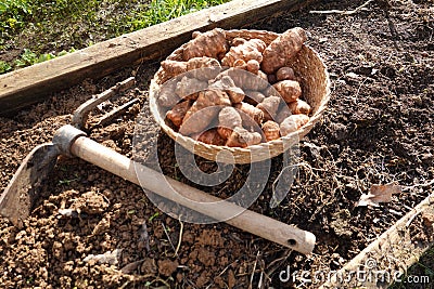sunroot cultivation detail. hoe for planting jerusalem artichoke in the vegetable garden Stock Photo