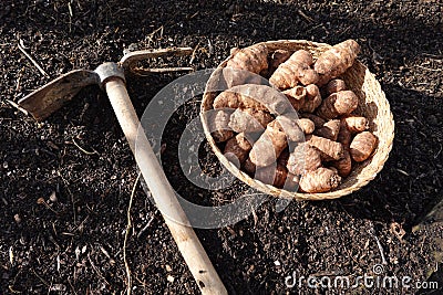 sunroot cultivation detail. hoe for planting jerusalem artichoke in the vegetable garden Stock Photo